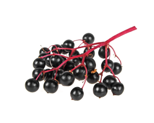 Elderberry seed oil 