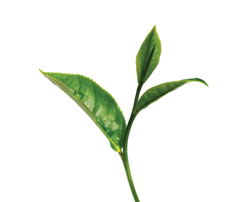 Woda kwiatowa (hydrolat) z zielonej herbaty - organiczna