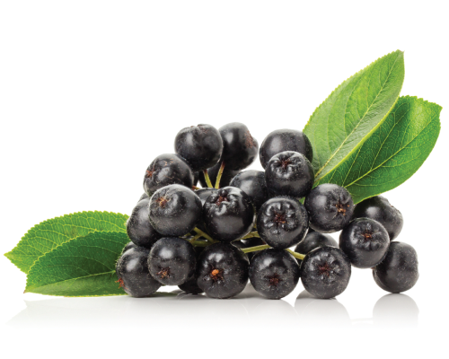 Olej z nasion aronii nierafinowany