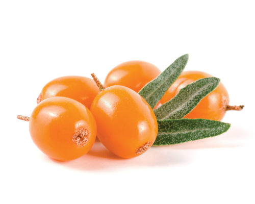 Olej z rokitnika nierafinowany