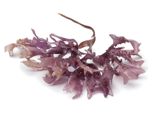 Silikon roślinny z alg - karagenian - organiczny