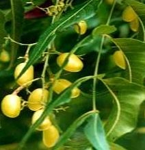 Olej z neem nierafinowany w butelce z ozdobną pipetą